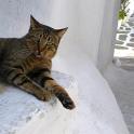 Mykonos Katzen (153)